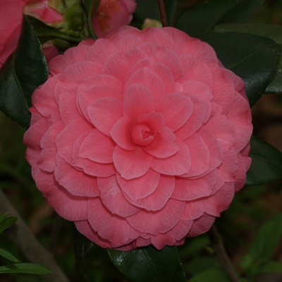 Mrs. R. L. Wheeler Pink